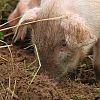 Gower Show 2013